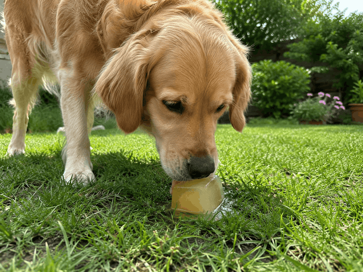 Hund schleckt Eiswürfel