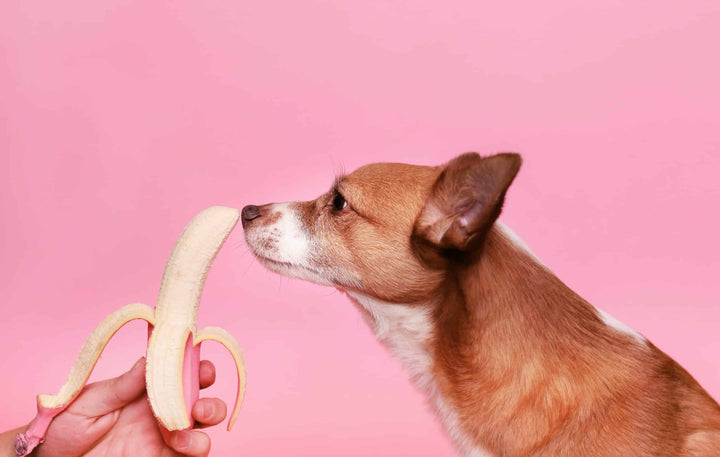Hund Banane