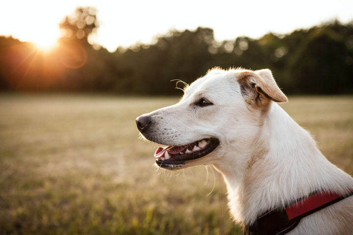 Hund mit offenem Maul