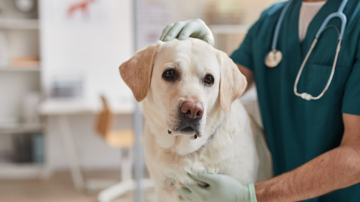 HelloBello Tips zur Magendrehung beim Hund