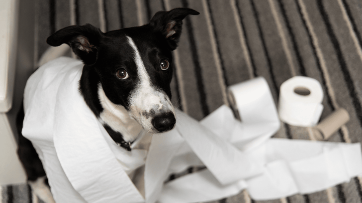 Stubenreinheit bei Hunden