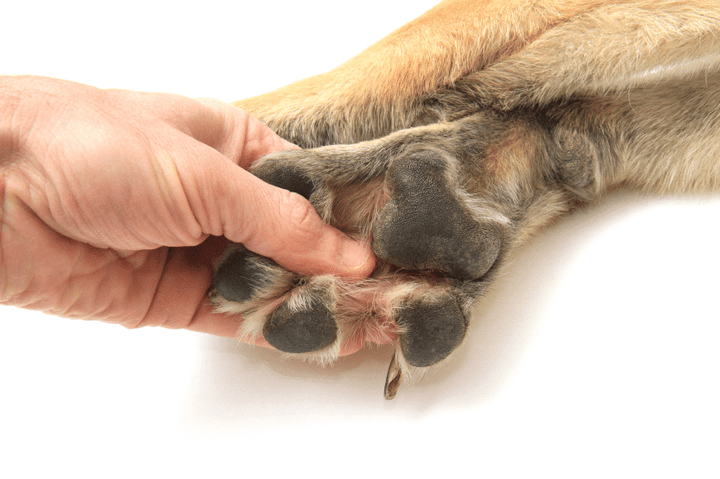 Pfotenschutz bei Hunden im Winter