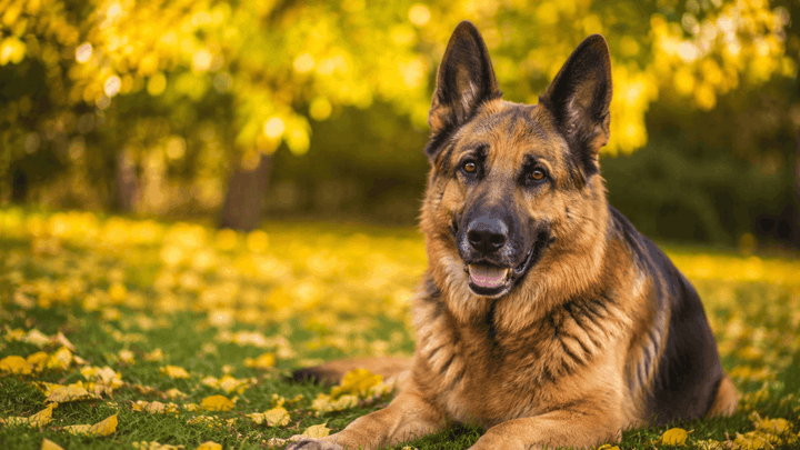 Deutscher Schäferhund HelloBello