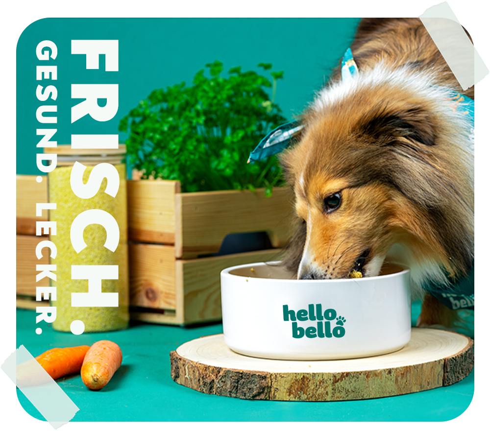 HelloBello-Frischfutter_mit_Huhn-Gockelspeis