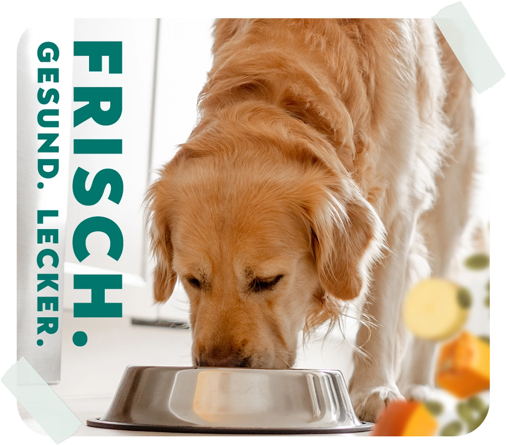 HelloBello Wildschmaus-Frisch_gekochtes_Hundefutter_fur_ein_langes_Hundeleben