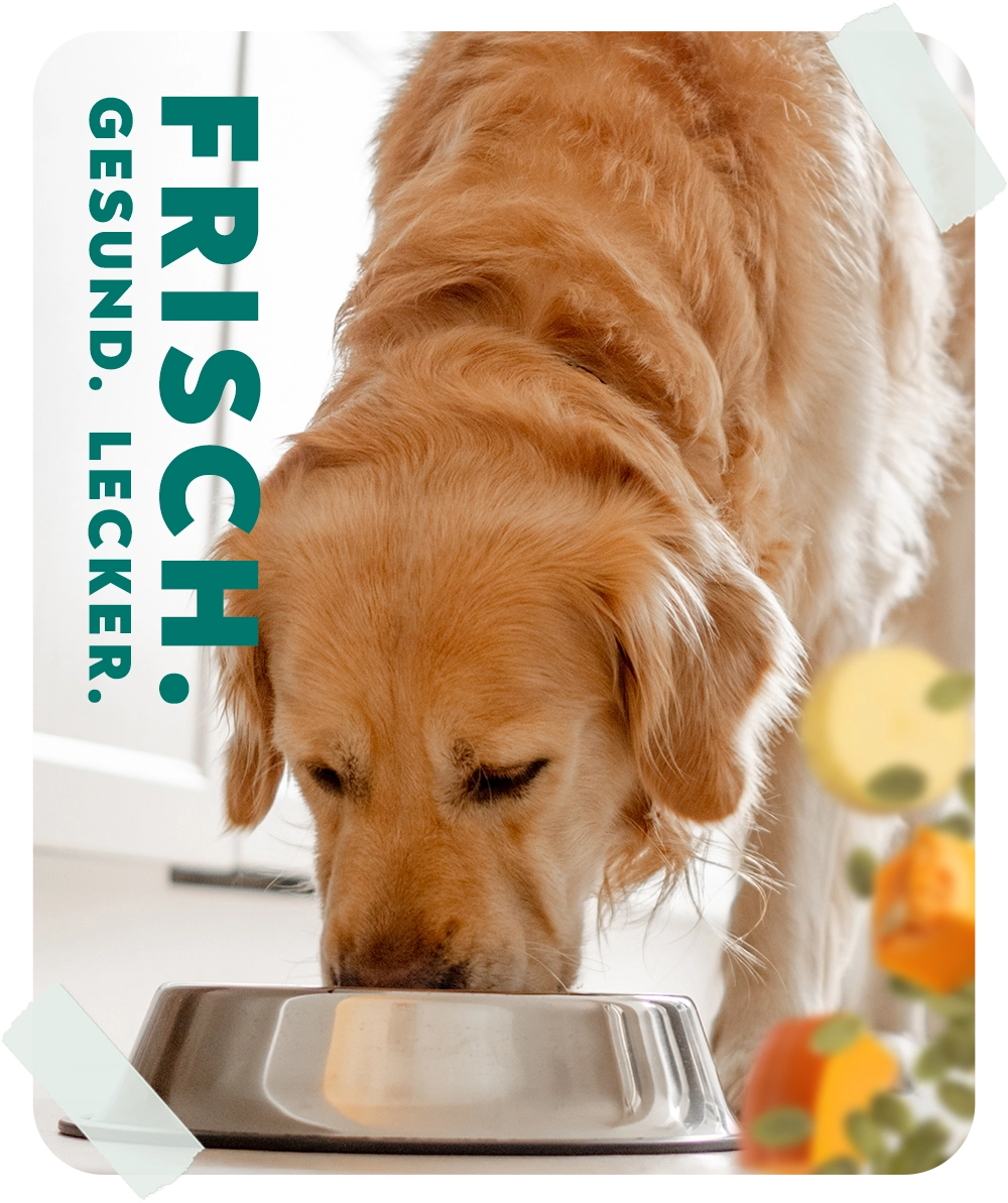 HelloBello_Wildschmaus-Frisch_gekochtes_Hundefutter_fur_ein_langes_Hundeleben