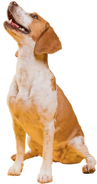 Für wählerische Hunde